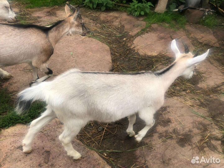 Козлята