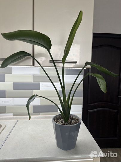 Стрелиция Николая