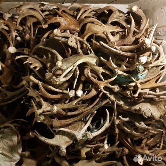 Рога Лося Оленя Марала