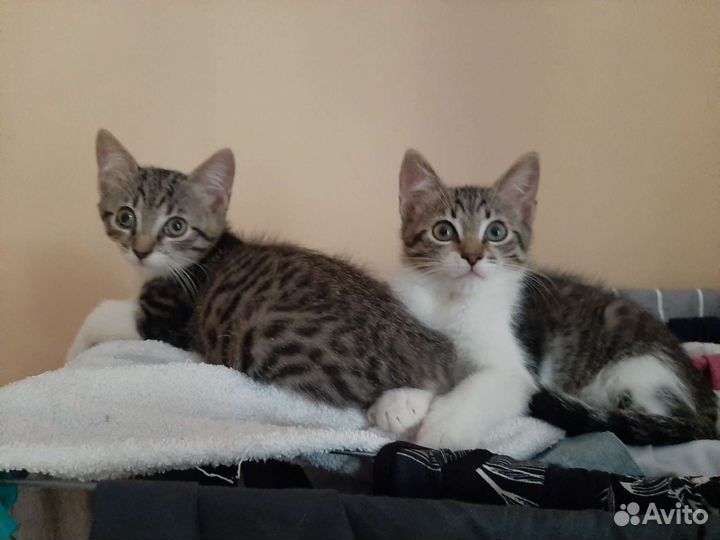 Котята мальчик и девочка в дар 2 мес