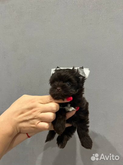 Мини йорк девочка