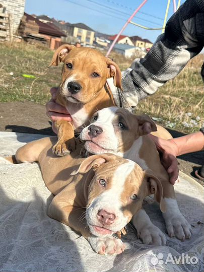 Продаются щенки