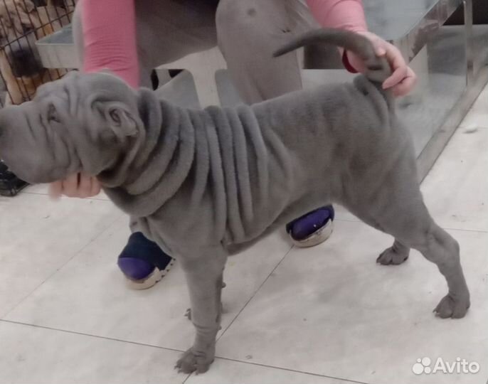 Шарпей щенки