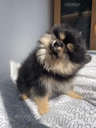 Купить шпица в питомнике. Черные щенки шпица