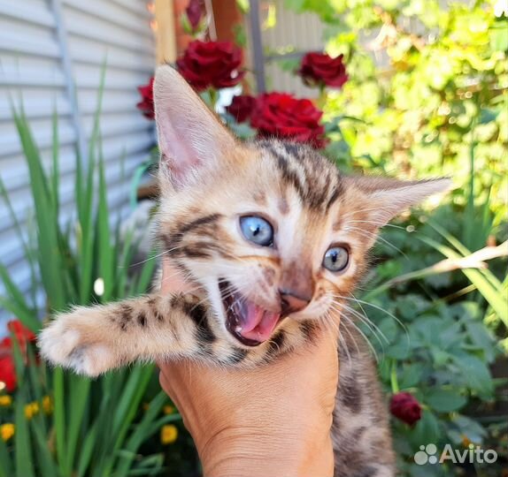 Бенгальская кошечка