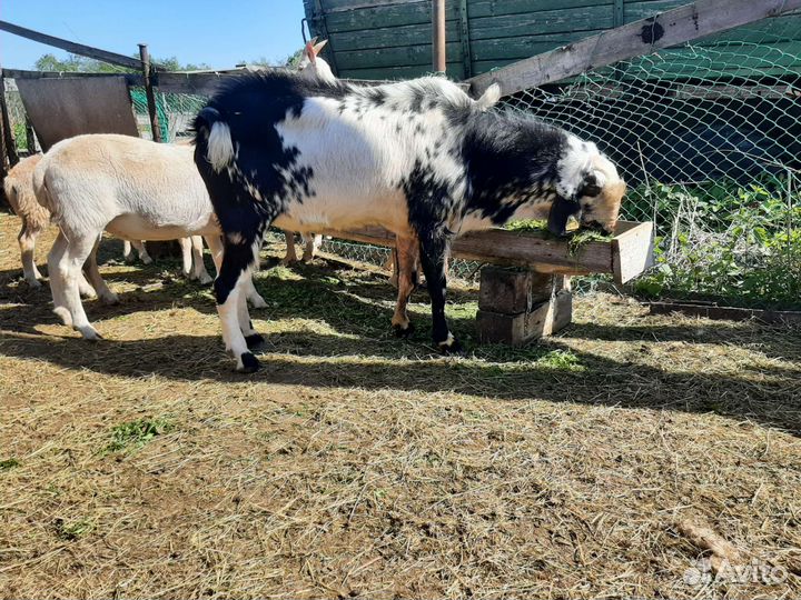Козы козлята козел нубийский