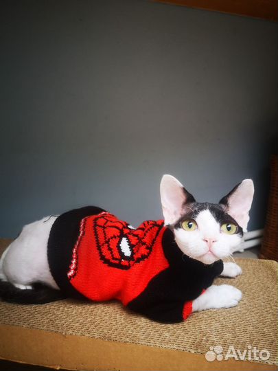 Кот девон-рекс