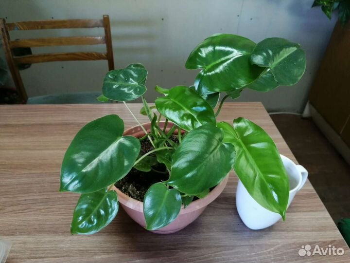 Комнатные цветы