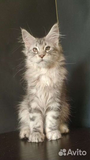 Котик Мейн-кун