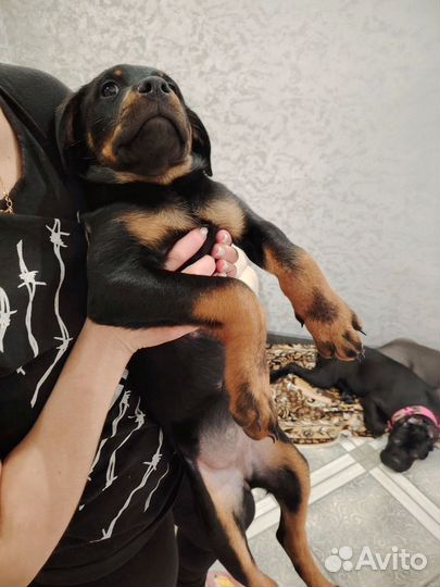 Щенки ротвейлера