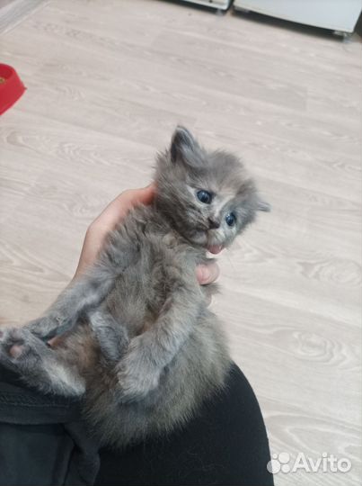 Кошки в добрые руки