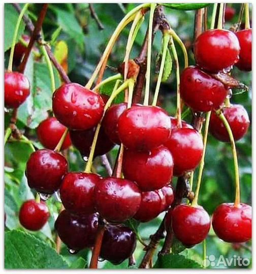 Саженцы Вишня Черешня дюк