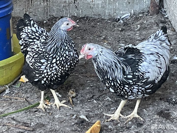 Виандот серебро