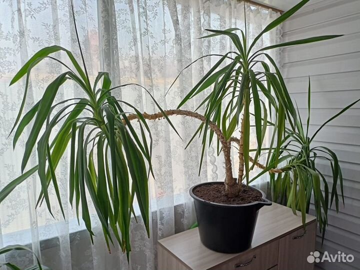 Комнатные растения