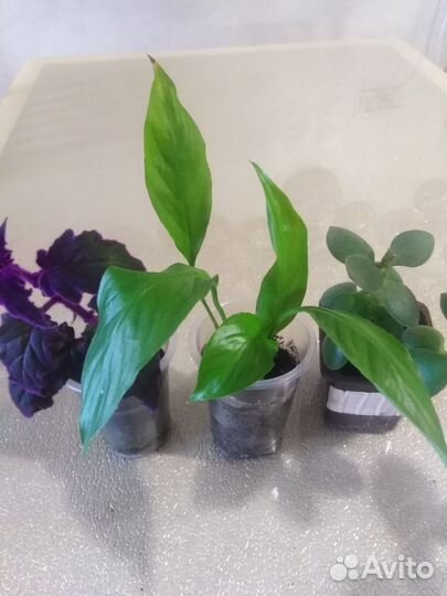 Спатифиллум