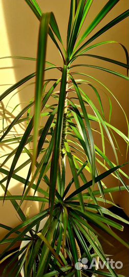 Пальма драцена в керамическом горшке