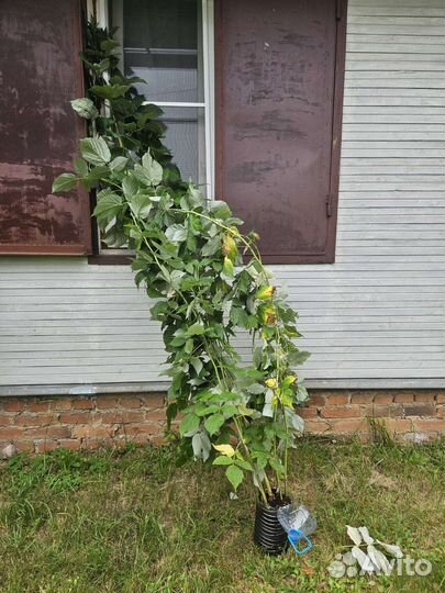 Саженцы малины