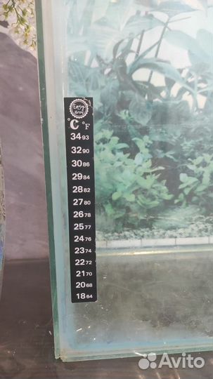 Аквариум, отсадник