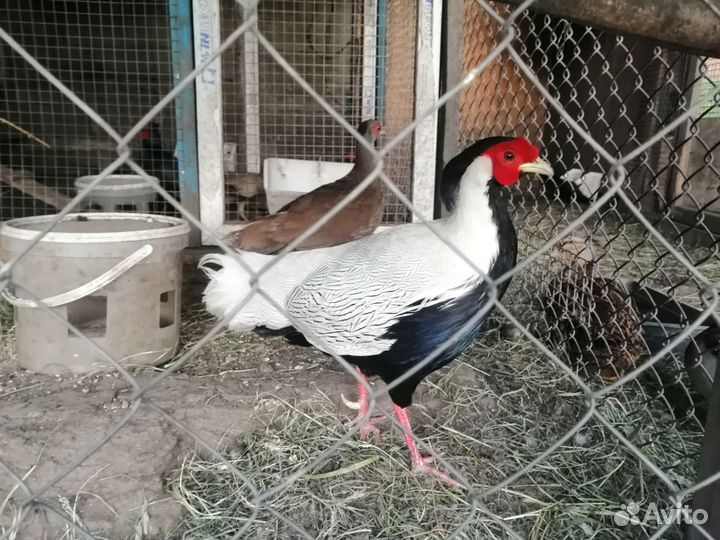 Фозан (серебро)