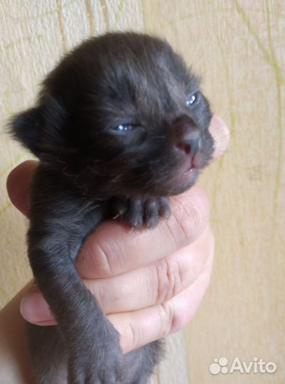 Котята серые, белые, чёрные