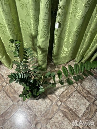 Замиокулькас