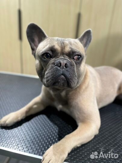 Вязка собак французский бульдог
