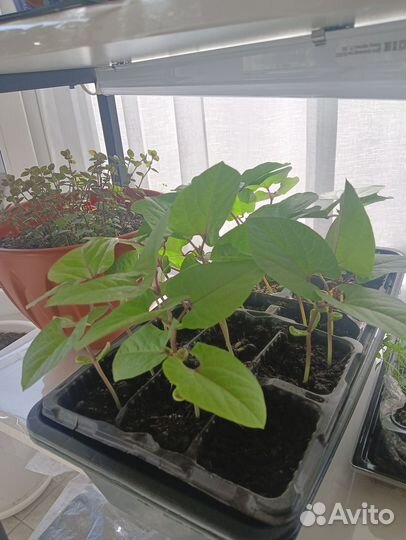 Долихос - вьющаяся сирень. Рассада