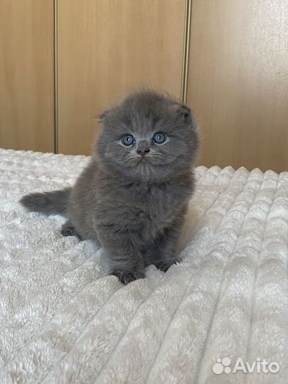 Британские котята