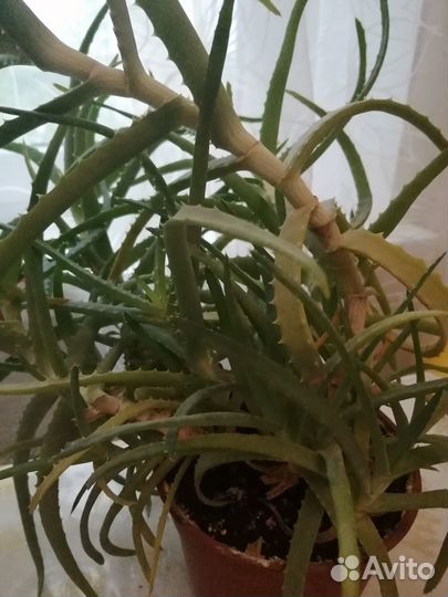 Алоэ (Комнатные цветы)