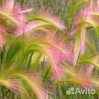 Делянки многолетнего злака