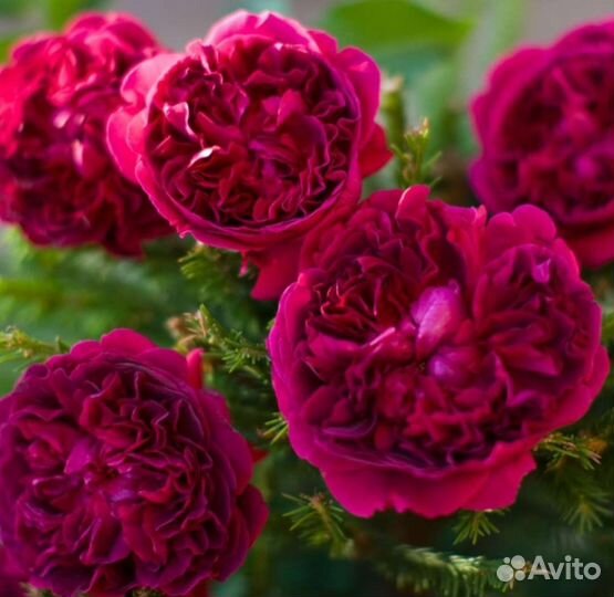 Роза Вильям Шекспир