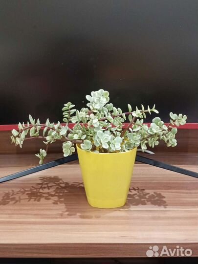 Портулакария афра