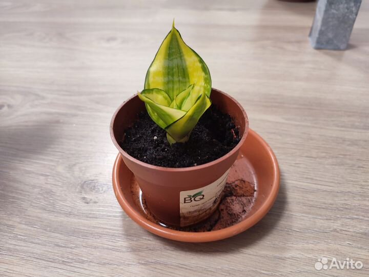 Сансевиерия