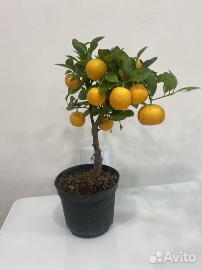 Мандариновое дерево