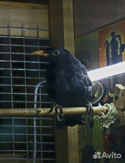 Канарейка кенор