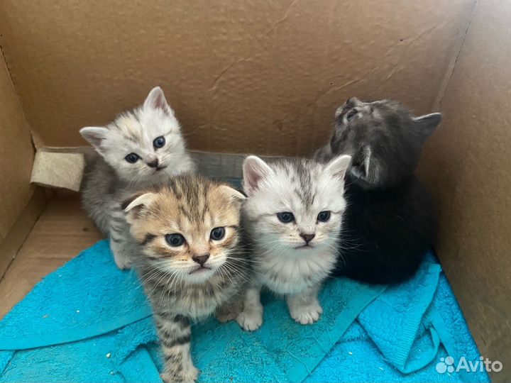 Британская