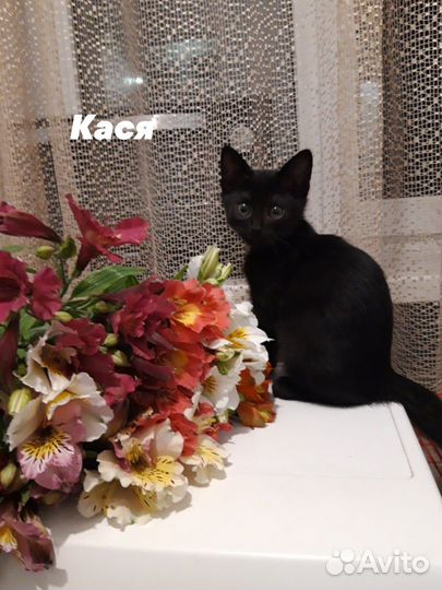 Кото-семья ищет дом