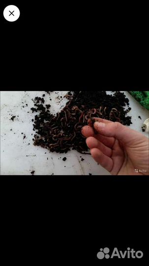 Червь дендробена