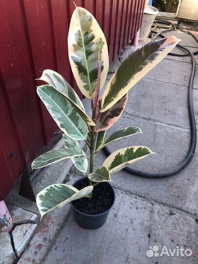 Фикус Эластика Тинеке