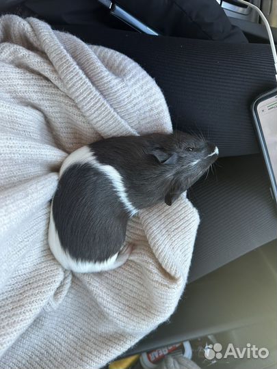 Морской свин для случки