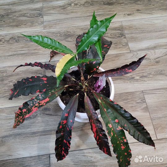 Кротоны разные