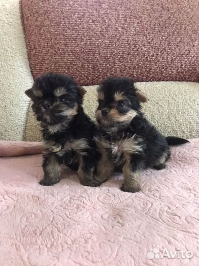 Мини малышки