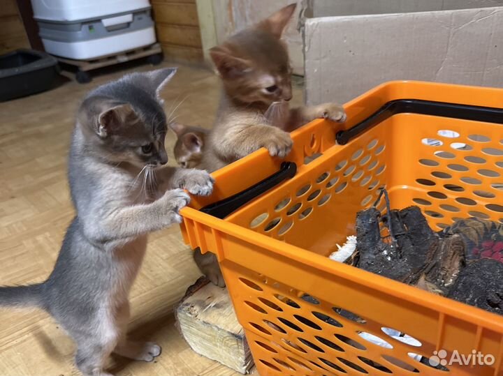 Котята абиссинской породы