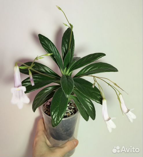 Примулина (Хирита)