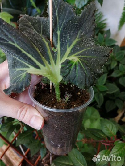 Цветочки для дома