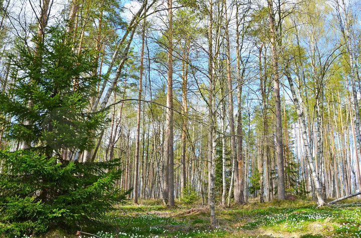 Участок 20,3 сот. (СНТ, ДНП)