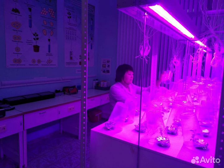 Аэропоника установка