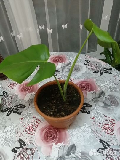 Комнатные цветы