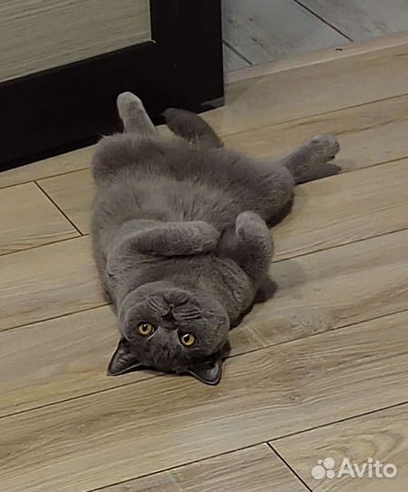 Шотландские