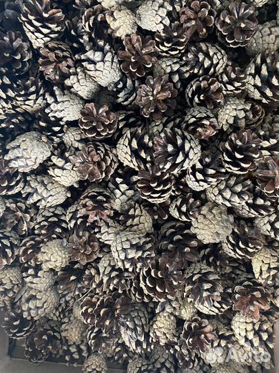 Шишки сосновые